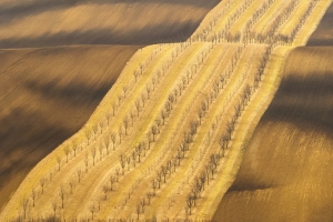 Salon.Photo Bronze Medal