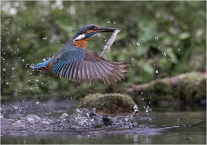 Salon.Photo Bronze Medal